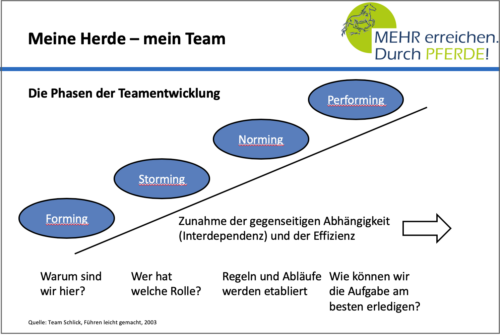 Phasen der Teamentwicklung_Mehr erreichen. Durch Pferde!